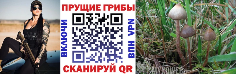 Псилоцибиновые грибы ЛСД  Купить закладки  Бежецк 